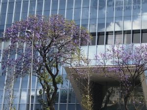 jacaranda-10