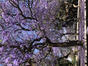 jacaranda-11