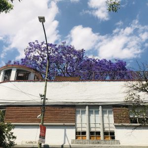 jacaranda-4