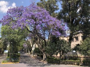 jacaranda-8