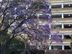 unam-jacarandas-1