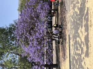 unam-jacarandas-2