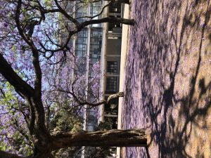 unam-jacarandas-3
