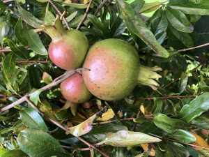 pomegranate