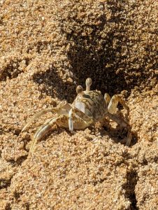 CRAB