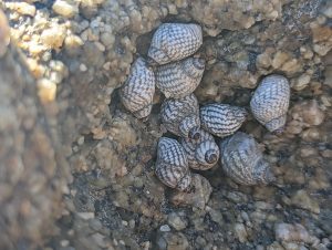 snails