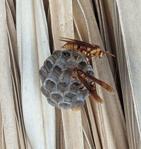 wasps