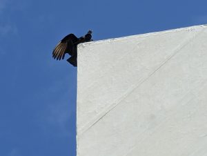 buzzard
