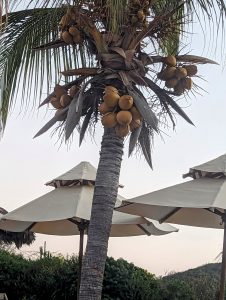 coconuts with shades