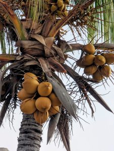coconuts on palm tree