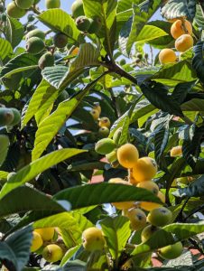 peaches