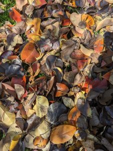 autumn-leaves