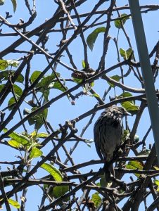 bird-branches