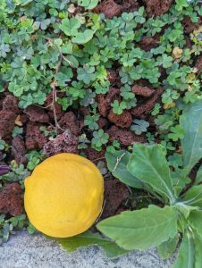 lime-on-ground