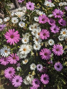 purple-white-flowers