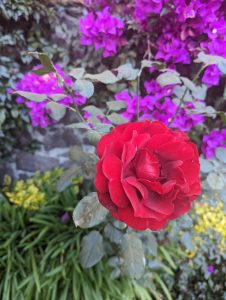 red-rose
