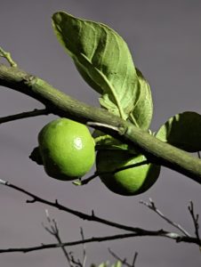 limones-noche